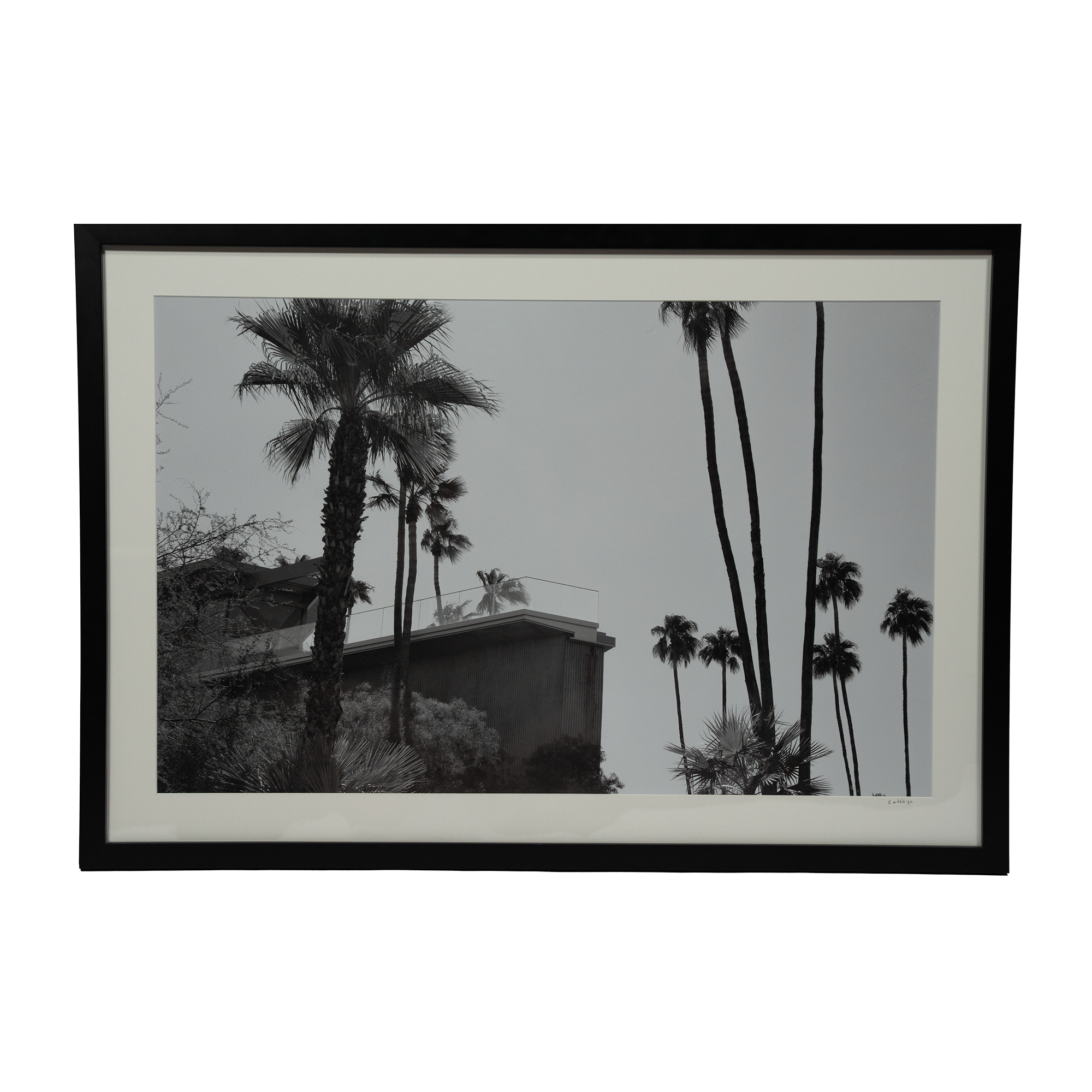 Where the Palms Keep Secrets